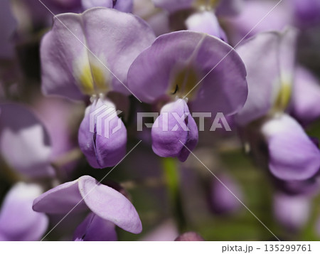 藤の花のクローズアップ 藤の花のクローズアップ 135299761