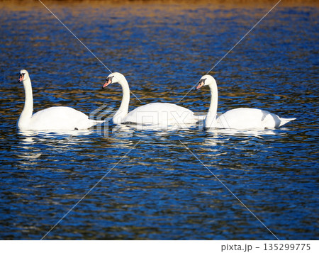 水面を漂う白鳥 水面を漂う白鳥 135299775