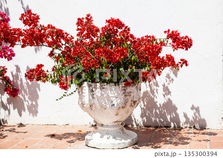 Beautiful Buganvilia plants at the colonial streets of the Heritage Town of Santa Cruz de Mompox in Colombia. Beautiful Buganvilia plants at the colonial streets of the Heritage Town of Santa Cruz de Mompox in Colombia. 135300394