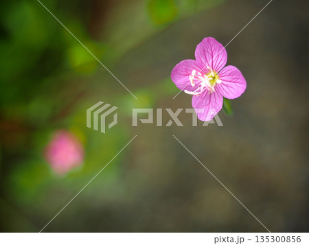 ユウユウゲショウのある風景 135300856