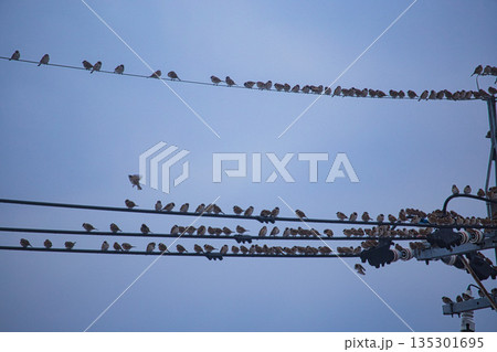 冬のスズメたち 135301695