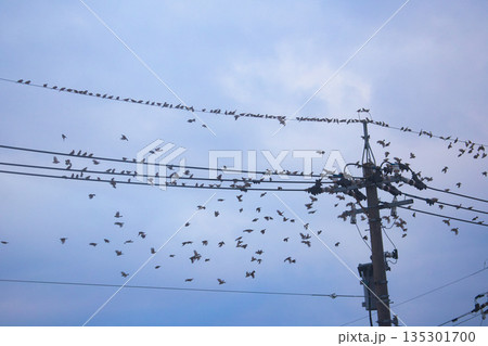 冬のスズメたち 135301700