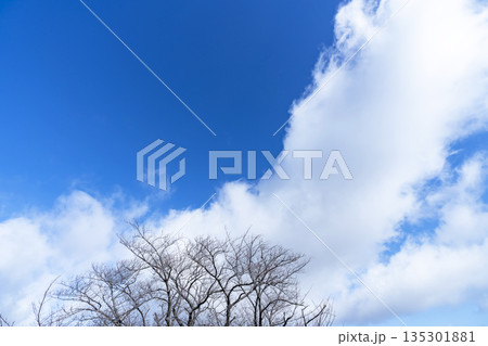 冬空と雲と木立 冬空と雲と木立 135301881