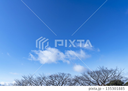 冬空と雲と木立 冬空と雲と木立 135301885