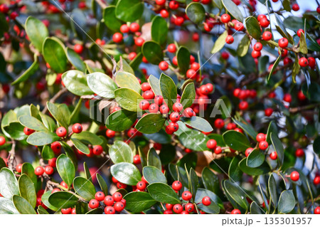 アマミヒイラギモチ　Okinawan holly 135301957