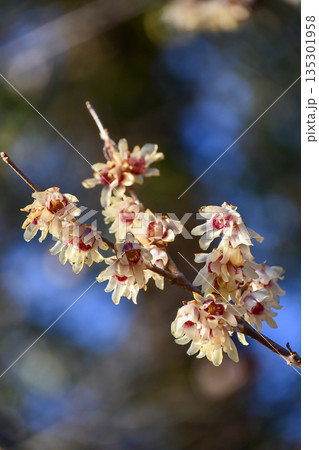 ウンナンロウバイ Yunnan wintersweet ウンナンロウバイ Yunnan wintersweet 135301958