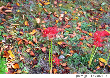 秋の風情　ヒガンバナの花 135302123