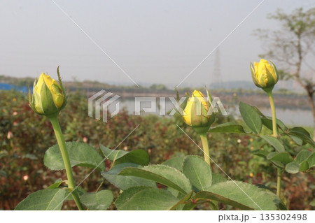 rose on tree in farm for sell rose on tree in farm for sell 135302498