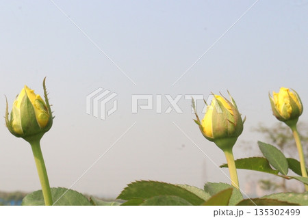 rose on tree in farm for sell 135302499