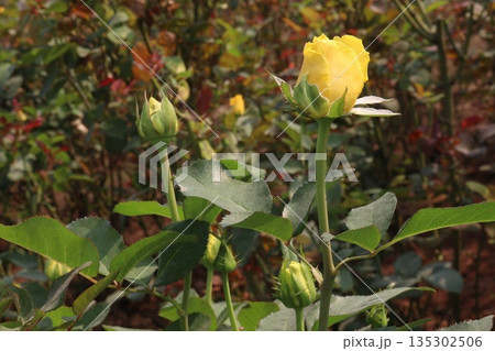 rose on tree in farm for sell 135302506