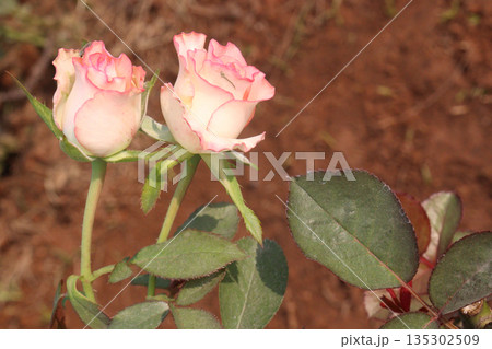 rose on tree in farm for sell 135302509
