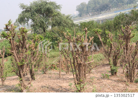 Murraya paniculata flower plant on farm 135302517