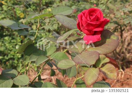 rose on tree in farm for sell 135302521