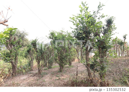 Murraya paniculata flower plant on farm 135302532