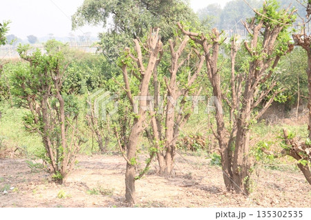 Murraya paniculata flower plant on farm 135302535