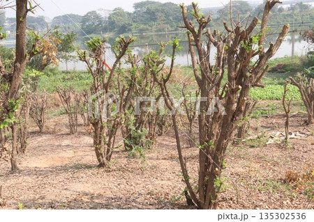 Murraya paniculata flower plant on farm 135302536