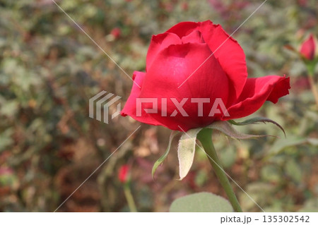 rose on tree in farm for sell 135302542