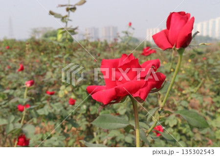 rose on tree in farm for sell rose on tree in farm for sell 135302543