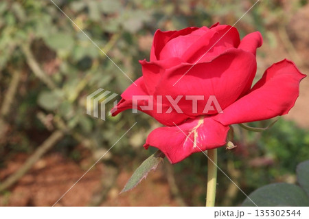 rose on tree in farm for sell 135302544