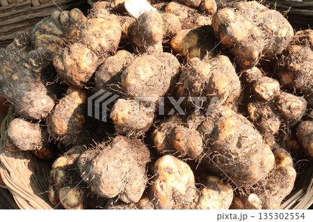Taro root stock on shop for sell are cash crops 135302554