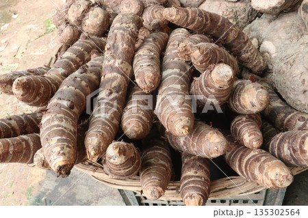 Taro root stock on shop for sell are cash crops 135302564
