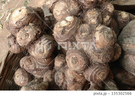 Taro root stock on shop for sell are cash crops 135302566