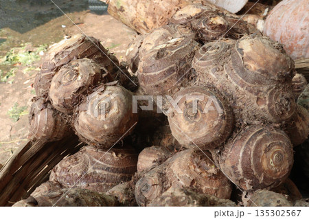 Taro root stock on shop for sell are cash crops Taro root stock on shop for sell are cash crops 135302567