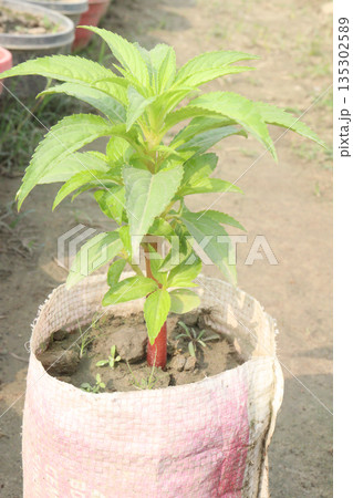 Impatiens balsamina flower plant on bag 135302589