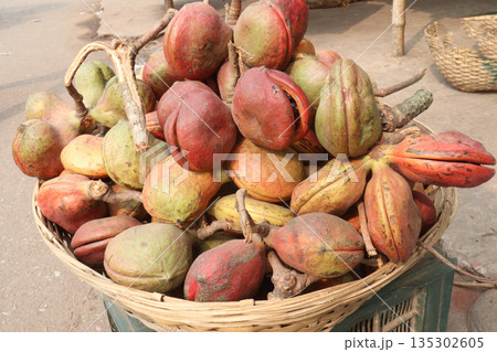 Sterculia foetida on shop for sell 135302605