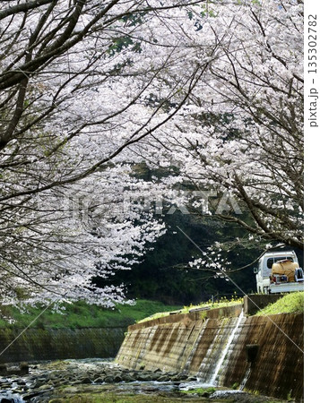 里山の桜 135302782