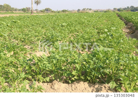 Potato plant on farm for harvest 135303048