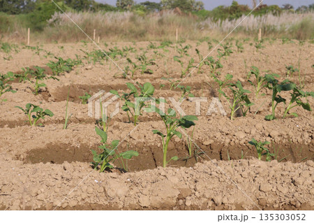 Potato plant on farm for harvest Potato plant on farm for harvest 135303052
