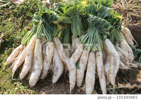 radish stock on farm for harvest 135303065