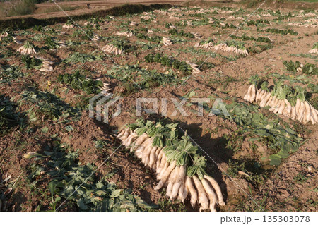 radish stock on farm for harvest 135303078