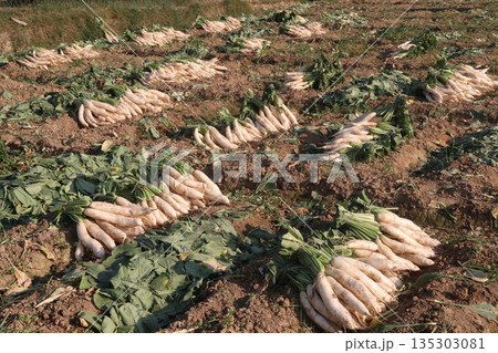 radish stock on farm for harvest radish stock on farm for harvest 135303081