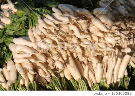 radish stock on farm for harvest radish stock on farm for harvest 135303089
