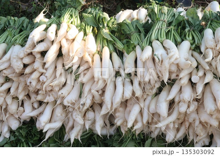 radish stock on farm for harvest 135303092