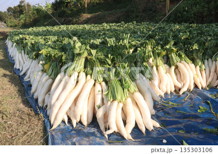 radish stock on farm for harvest radish stock on farm for harvest 135303106