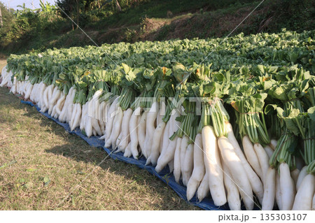 radish stock on farm for harvest 135303107
