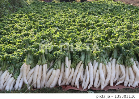 radish stock on farm for harvest radish stock on farm for harvest 135303110