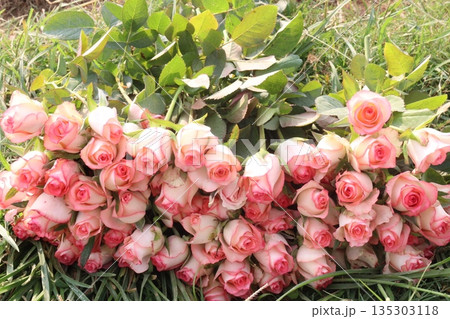 rose stock on farm for sell 135303118