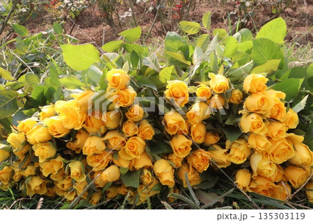 rose stock on farm for sell 135303119