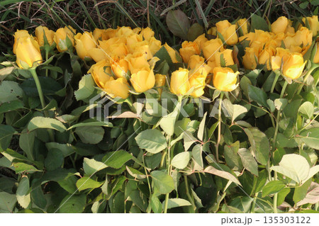 rose stock on farm for sell 135303122