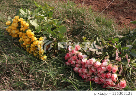 rose stock on farm for sell 135303125