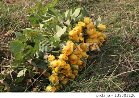 rose stock on farm for sell 135303126