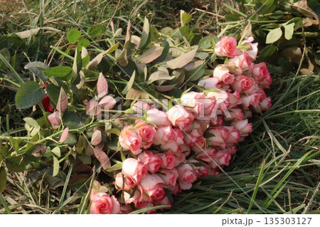 rose stock on farm for sell 135303127