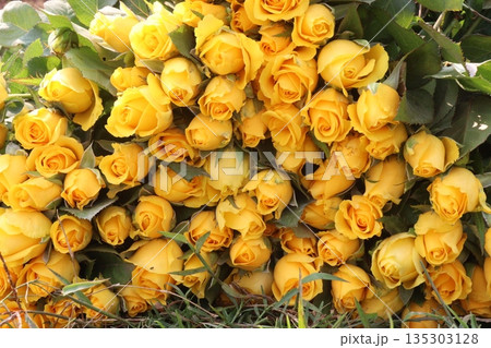 rose stock on farm for sell 135303128