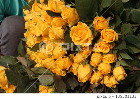 rose stock on farm for sell 135303133