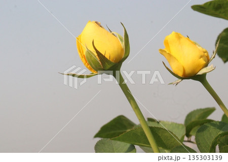 rose on tree in farm for sell 135303139
