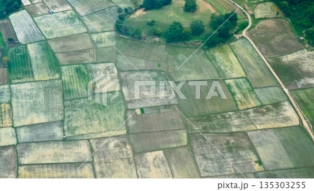 beautiful view of rice fields from the sky beautiful view of rice fields from the sky 135303255